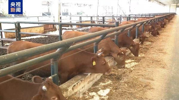 金港赢配资 美关税政策下巴西牛肉出口承压 中巴牛肉贸易合作稳中求进